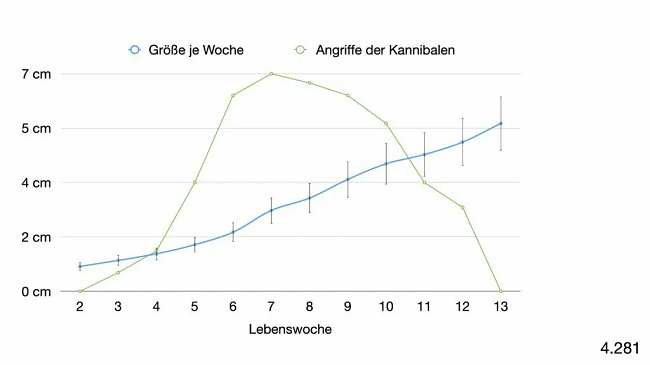 Grafik zum Beutefenster und zur passenden Ködergröße beim Barschangeln