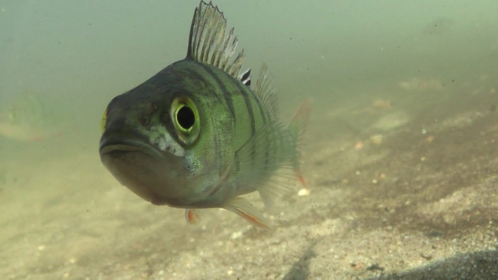 Großer Barsch in einem See