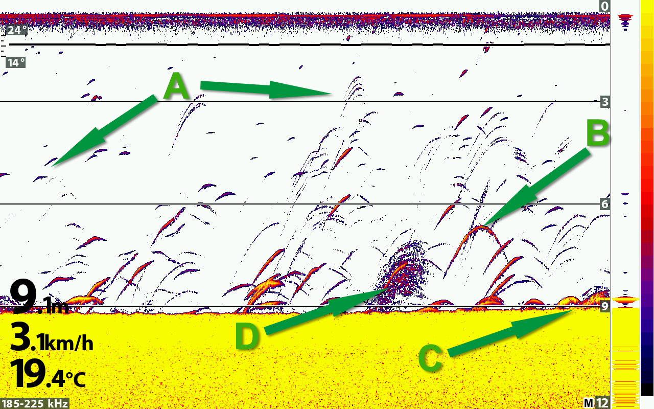 2D-Sonar mit unterschiedlich ausgeprägten Fischsicheln und Originalmarkierungen A bis D