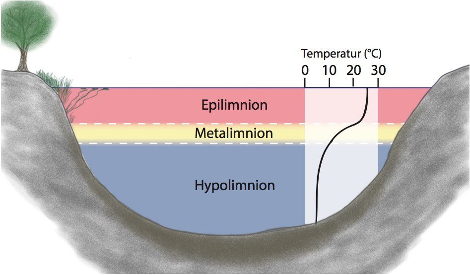 Darstellung von Epilimnion, Sprungschicht und Hypolimnion in einem See