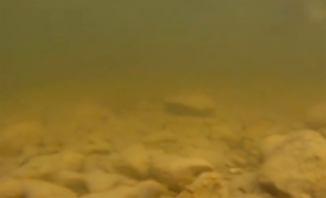 Originalgrafik zu trübem Wasser als möglichem Hechtrevier im Frühjahr