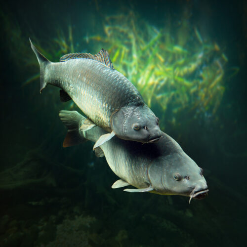 Karpfen beim Laichen im flachen Wasser