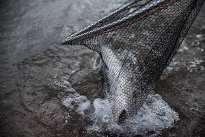 Zander im Kescher