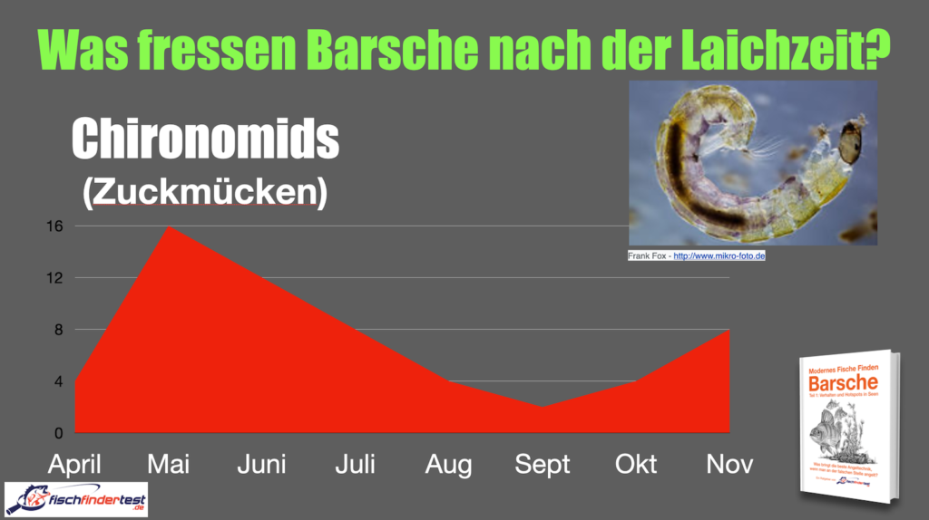 Barsche angeln im Frühling ? Unsere wichtigsten Tipps aus der Praxis ? (für garantierten Erfolg!) 3 Barsche angeln im Fruehjahr bester Koeder Zuckmueckenlarven 1