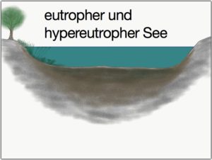 eutropher see