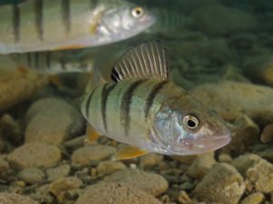 Perch, Flussbarsch (Perca fluviatilis)