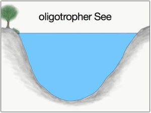 oligotropher See