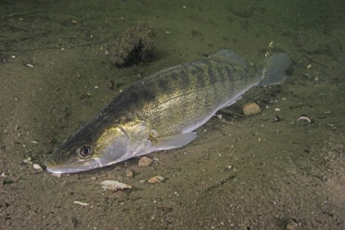 Zander, Stizostedion lucioperca, Sander Nest laicht 