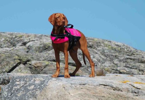 Fischfindertest 25 Hundeschwimmweste_Testsieger_schwimmweste_schwimmhilfe_hunde