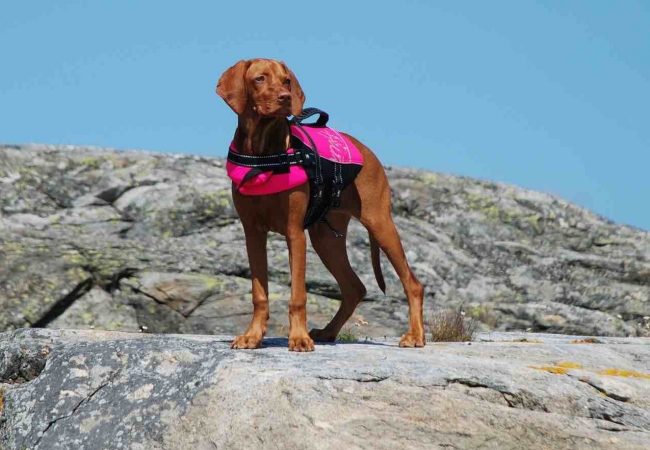 lllᐅ HundeschwimmwesteTestsieger 【HundeSchwimmhilfe】 ⋆⋆