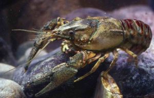 Top Hechtköder Kamberkrebs_spiny-cheek_crayfish_Orconectes_limosus_male