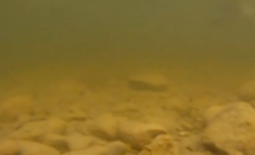 Hecht 6.26 final trübes braunes Wasser