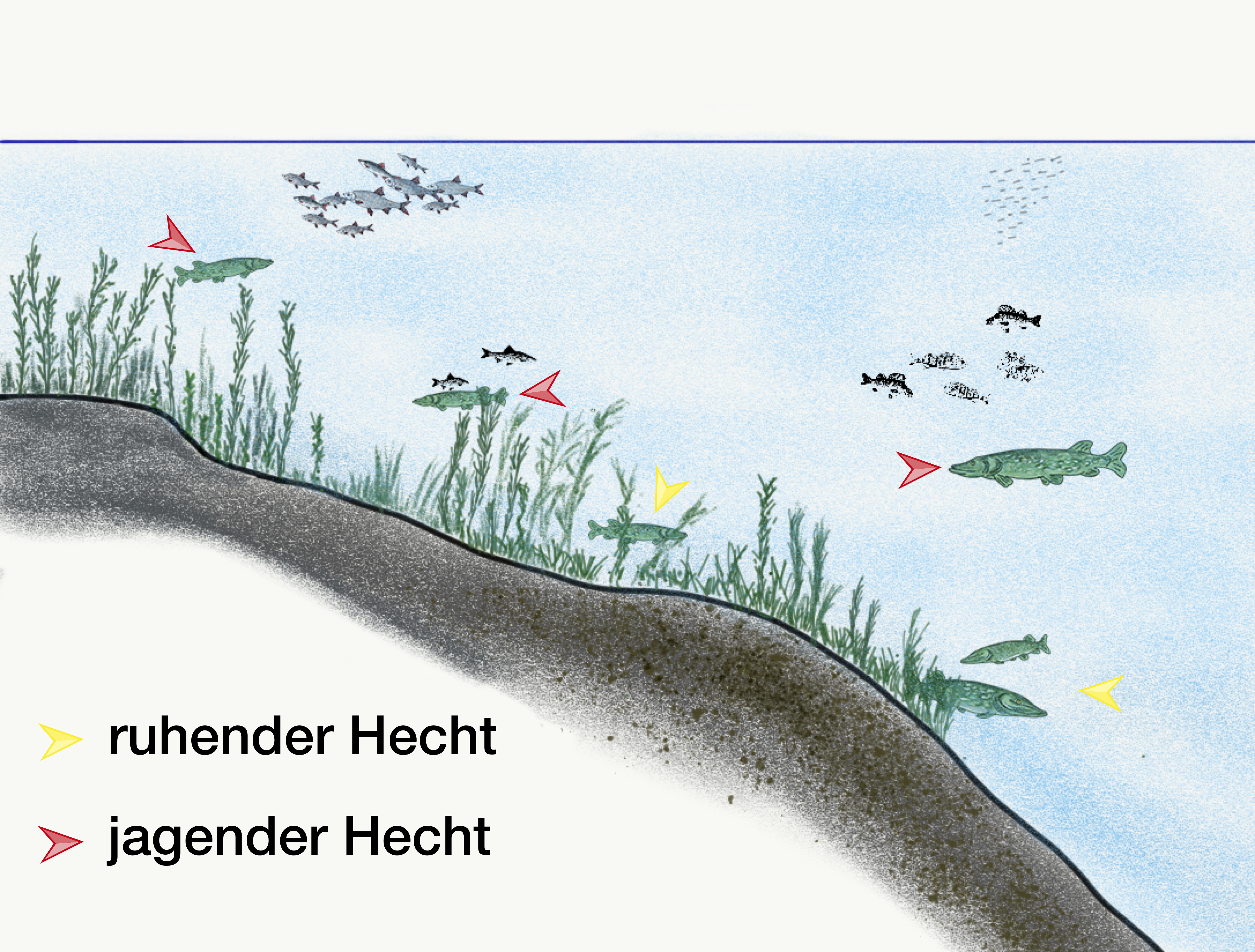 Hecht Kapitel 6.37 - Hechte oberhalb der Vegetation mit Rotaugen als Beute