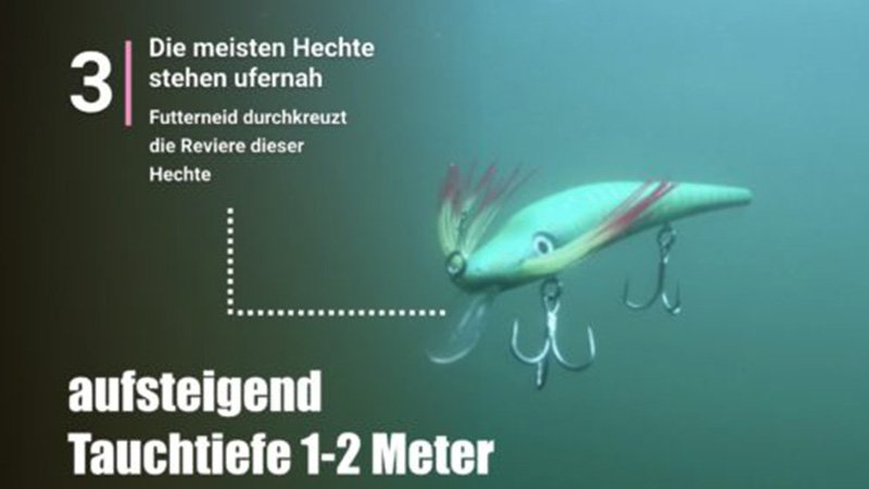 Futterneid-4.jpg