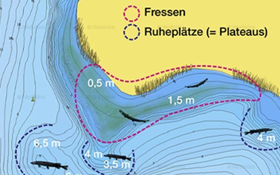 ᐅ Deeper-Kurs: Mehr Fische in weniger Zeit! (von zu Hause lernen)