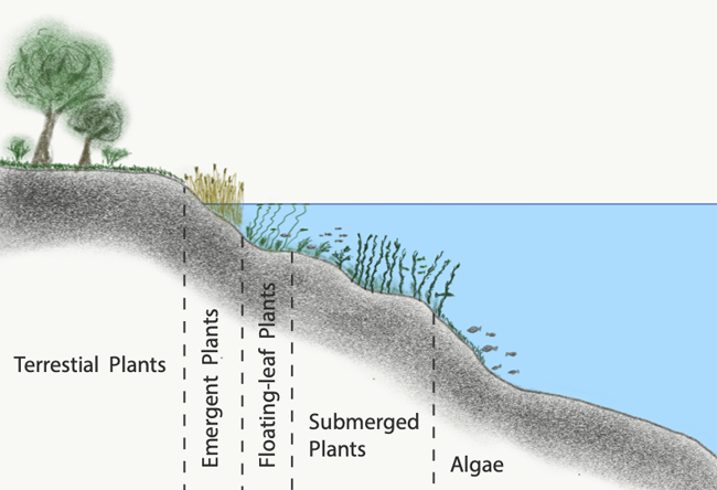 hecht-lebensraum-habitat-see