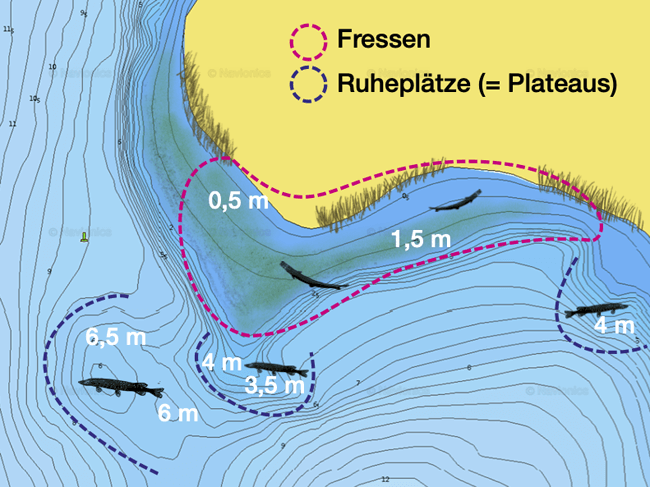 grosse-hechte-fangen-ruheplaetze-fressplaetze