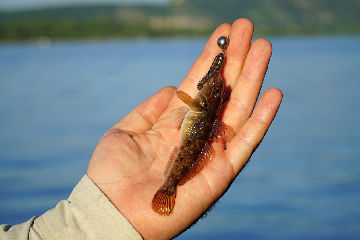 Grundel ist als Köderfisch für Barsche perfekt geeignet.