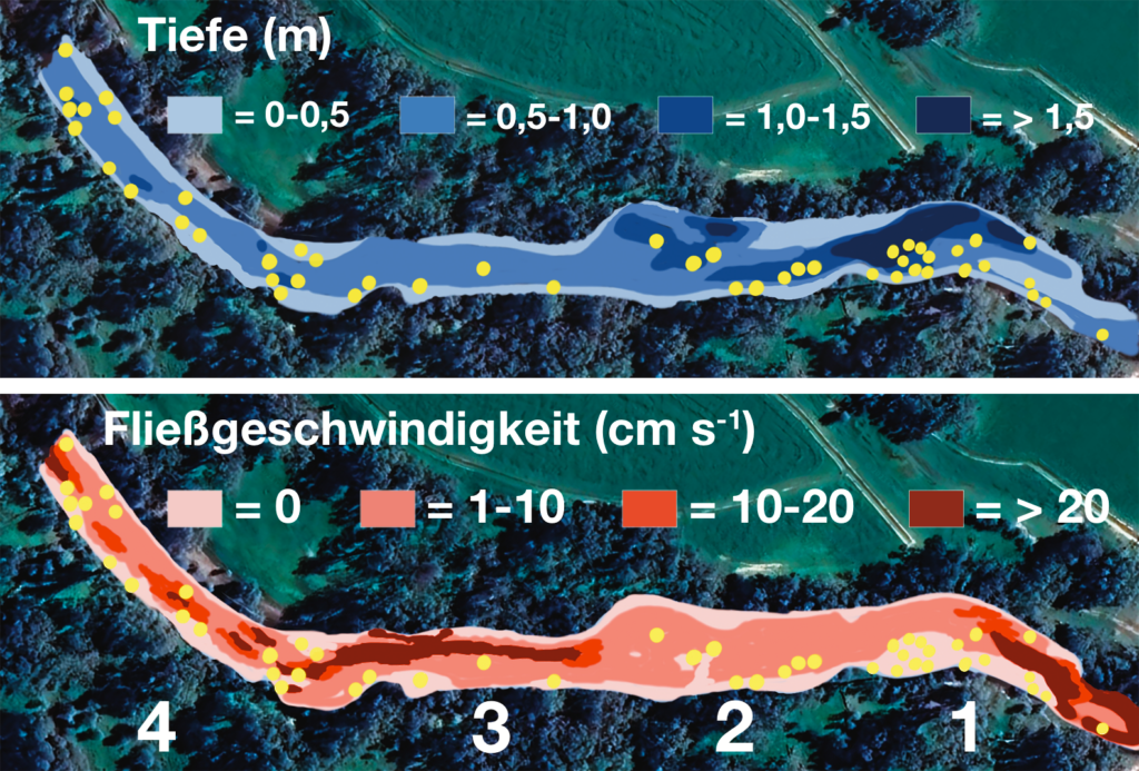 Karpfenangeln am Fluss - Standorte nach Tiefe und Fließgeschwindigkeit