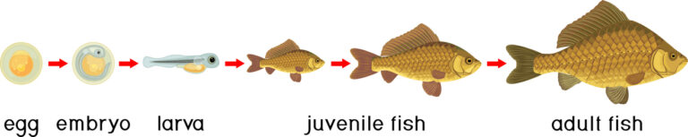 Entwicklung von Karpfen von Eier über Embryo und Larve bis hin zum Jung- und erwachsenen Fisch.