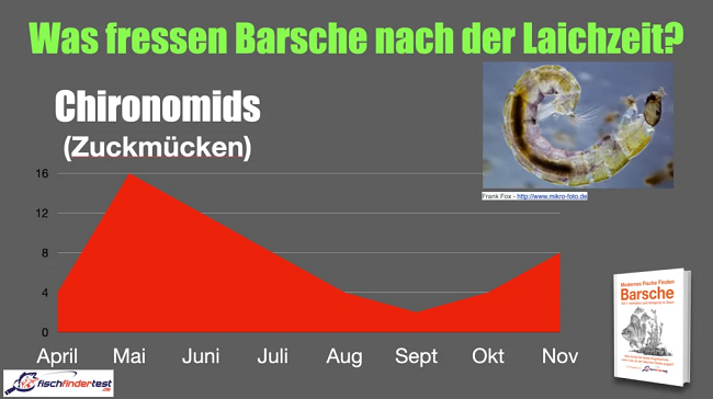 Auf welche Köder beißt der Barsch im März am besten: Auf solche, die seiner natürlichen Beute, den Larven von Zuckmücken, am ähnlichsten sind.